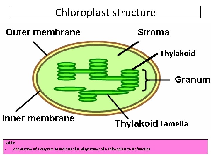 Chloroplast structure Thylakoid Lamella Skills: Annotation of a diagram to indicate the adaptations of