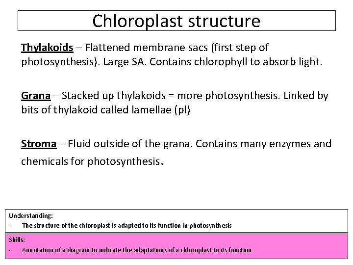 Chloroplast structure Thylakoids – Flattened membrane sacs (first step of photosynthesis). Large SA. Contains