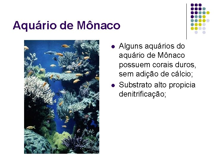 Aquário de Mônaco l l Alguns aquários do aquário de Mônaco possuem corais duros,