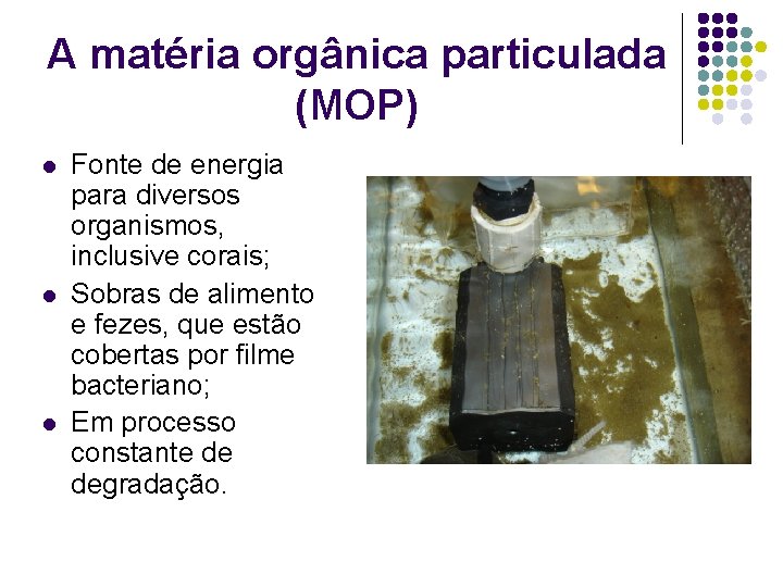 A matéria orgânica particulada (MOP) l l l Fonte de energia para diversos organismos,