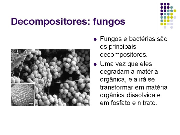Decompositores: fungos l l Fungos e bactérias são os principais decompositores. Uma vez que