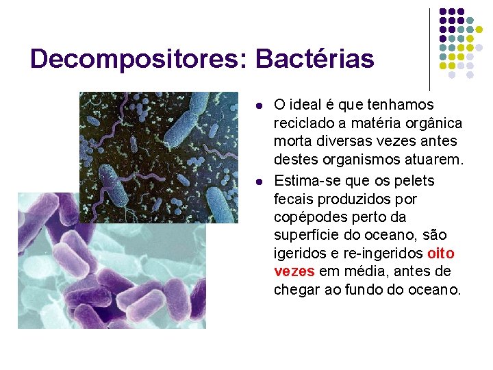 Decompositores: Bactérias l l O ideal é que tenhamos reciclado a matéria orgânica morta