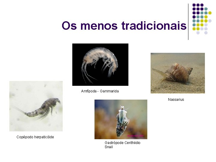 Os menos tradicionais Amfípoda - Gammarida Nassarius Copépodo herpaticóide Gastrópode Cerithiidio Snail 
