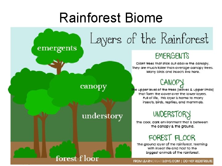 Rainforest Biome 