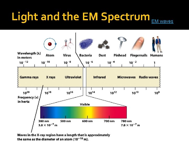 Light and the EM Spectrum EM waves 