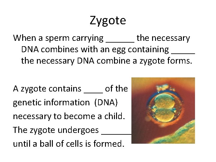 Zygote When a sperm carrying ______ the necessary DNA combines with an egg containing