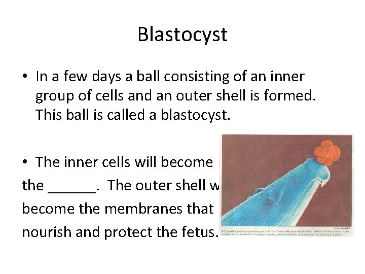 Blastocyst • In a few days a ball consisting of an inner group of