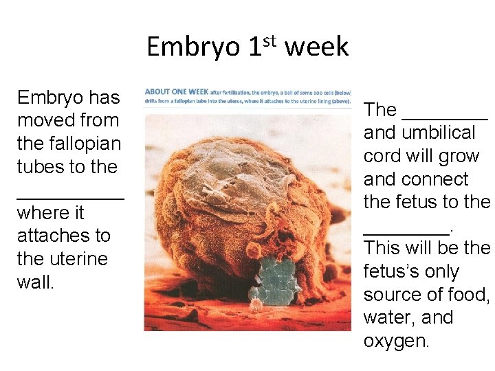 Embryo 1 st week Embryo has moved from the fallopian tubes to the _____