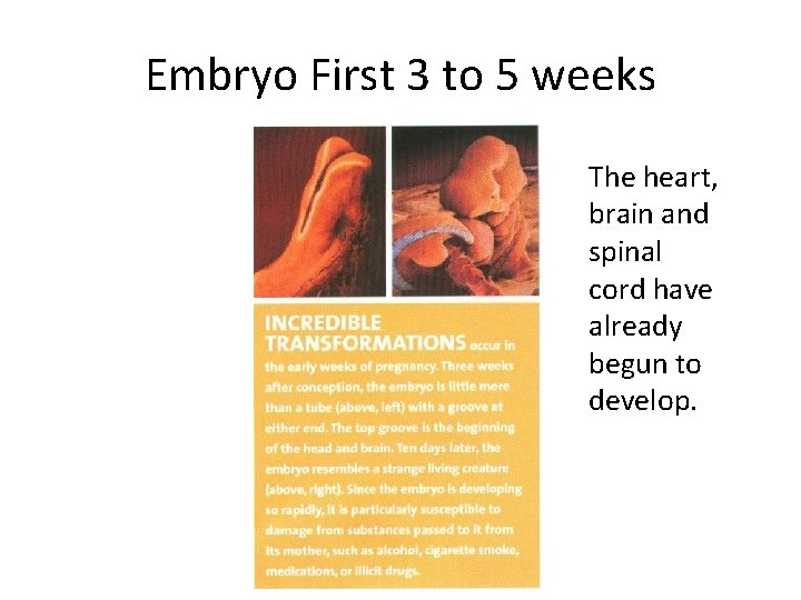 Embryo First 3 to 5 weeks The heart, brain and spinal cord have already