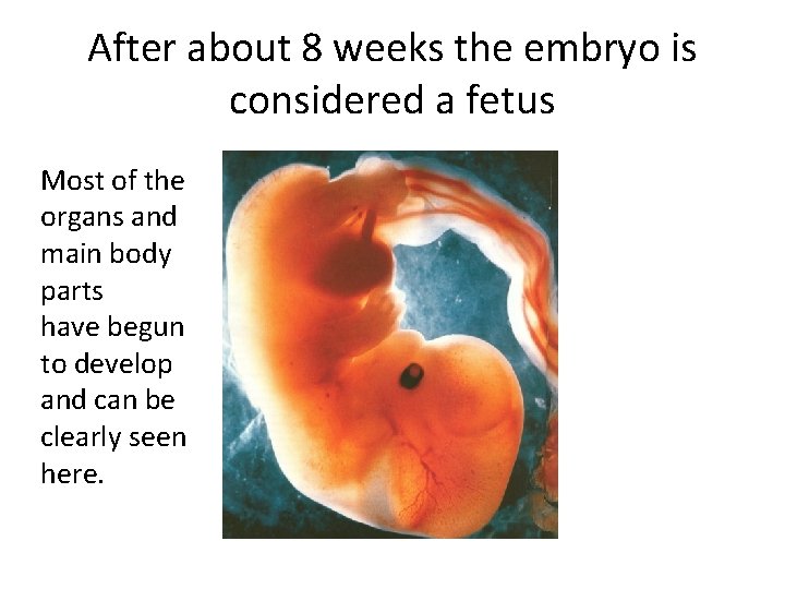 After about 8 weeks the embryo is considered a fetus Most of the organs