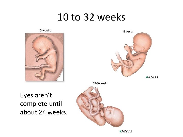 10 to 32 weeks Eyes aren’t complete until about 24 weeks. 