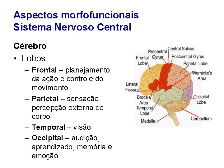 Aspectos morfofuncionais Sistema Nervoso Central Cérebro • Lobos – Frontal – planejamento da ação