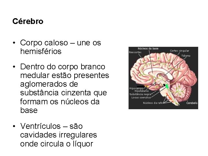 Cérebro • Corpo caloso – une os hemisférios • Dentro do corpo branco medular
