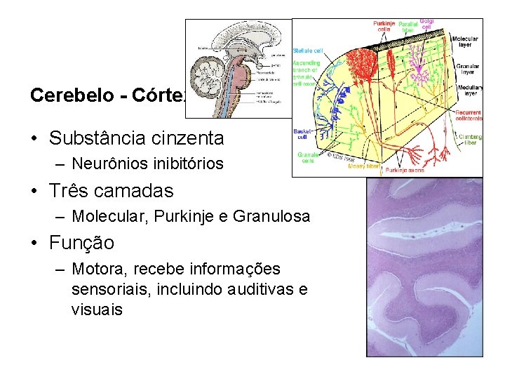Cerebelo - Córtex • Substância cinzenta – Neurônios inibitórios • Três camadas – Molecular,