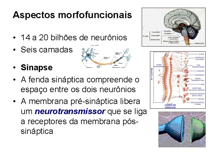 Aspectos morfofuncionais • 14 a 20 bilhões de neurônios • Seis camadas • Sinapse