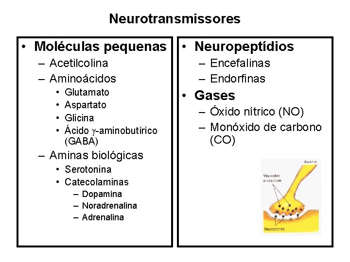 Neurotransmissores • Moléculas pequenas – Acetilcolina – Aminoácidos • • Glutamato Aspartato Glicina Ácido