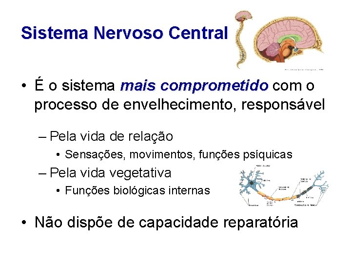 Sistema Nervoso Central • É o sistema mais comprometido com o processo de envelhecimento,