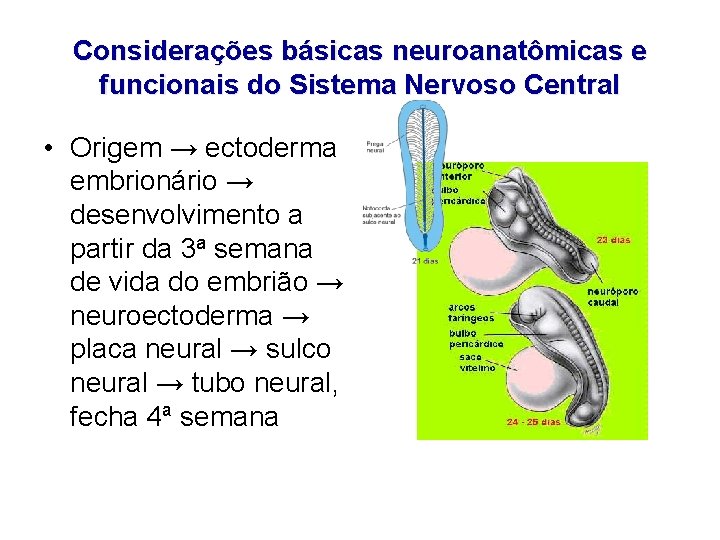 Considerações básicas neuroanatômicas e funcionais do Sistema Nervoso Central • Origem → ectoderma embrionário