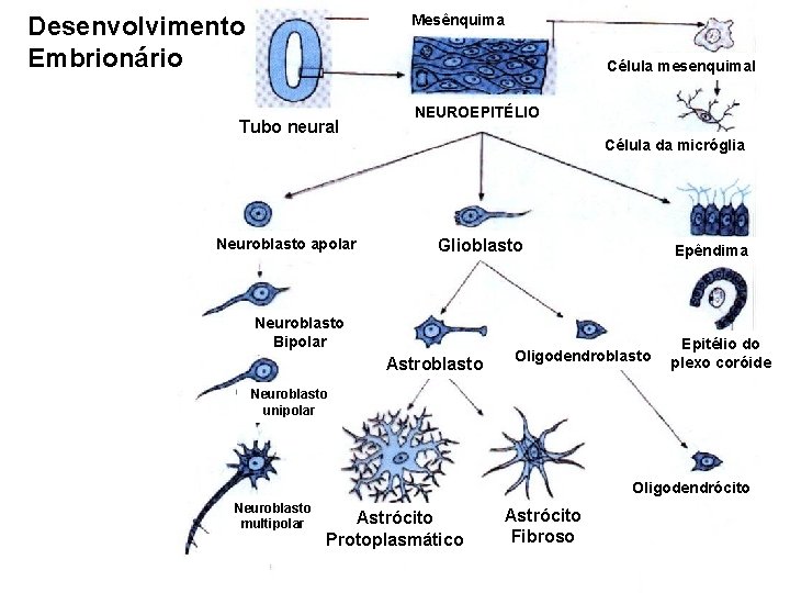 Desenvolvimento Embrionário Mesênquima Célula mesenquimal Tubo neural NEUROEPITÉLIO Célula da micróglia Neuroblasto apolar Glioblasto