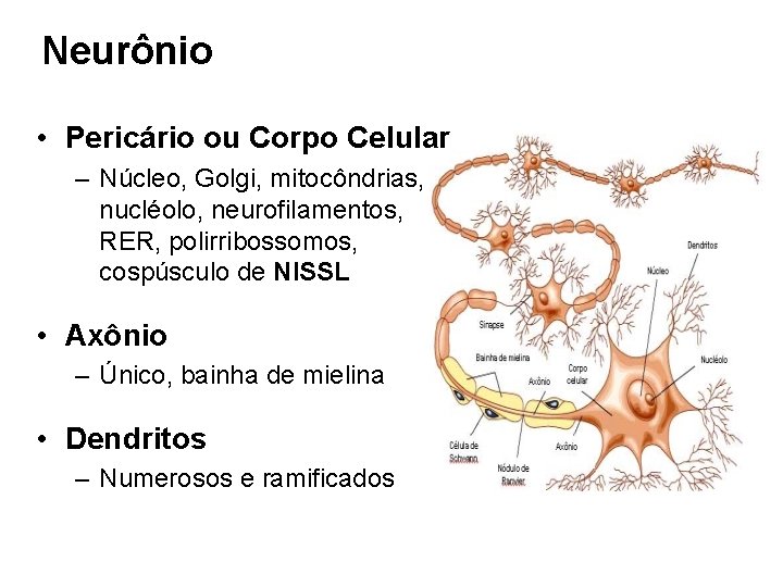 Neurônio • Pericário ou Corpo Celular – Núcleo, Golgi, mitocôndrias, nucléolo, neurofilamentos, RER, polirribossomos,