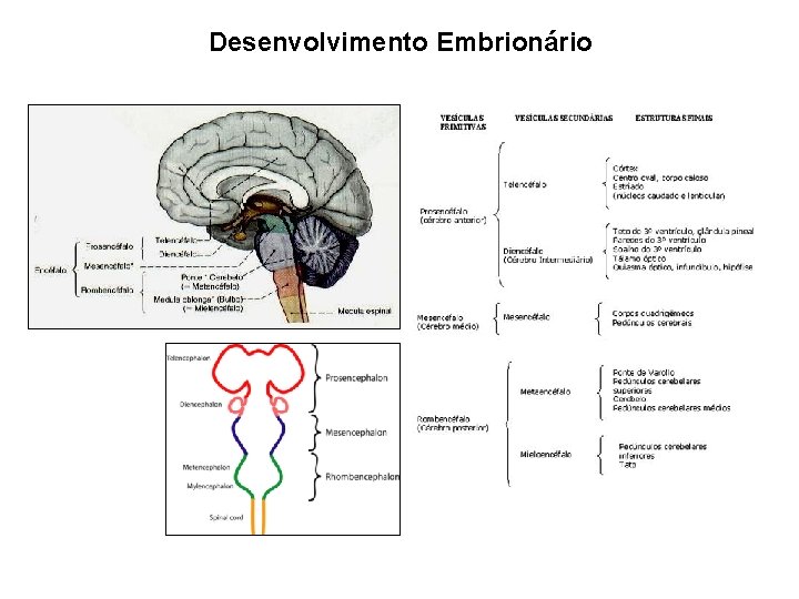 Desenvolvimento Embrionário 