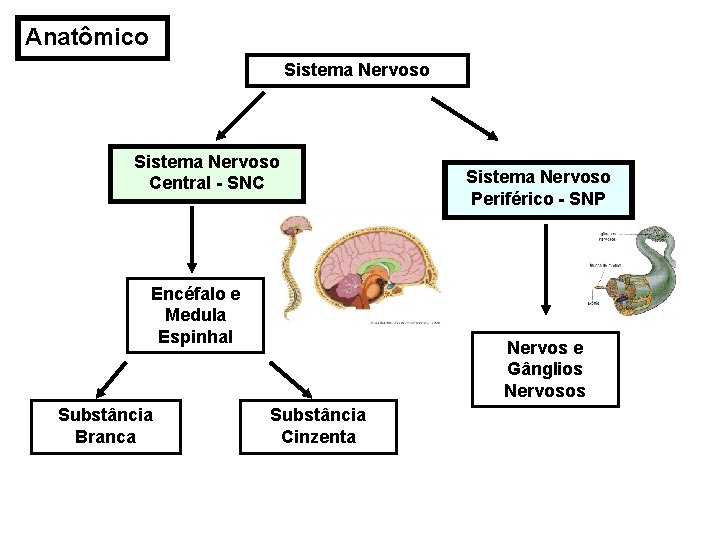 Anatômico Sistema Nervoso Central - SNC Encéfalo e Medula Espinhal Substância Branca Sistema Nervoso