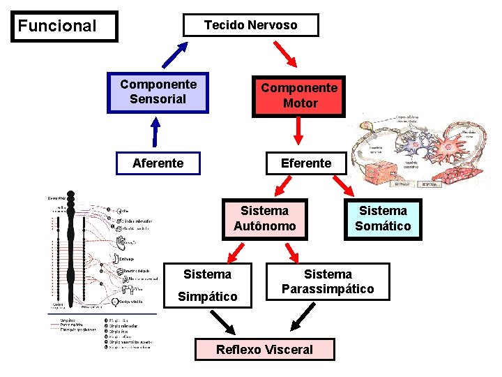 Funcional Tecido Nervoso Componente Sensorial Componente Motor Aferente Eferente Sistema Autônomo Sistema Simpático Sistema