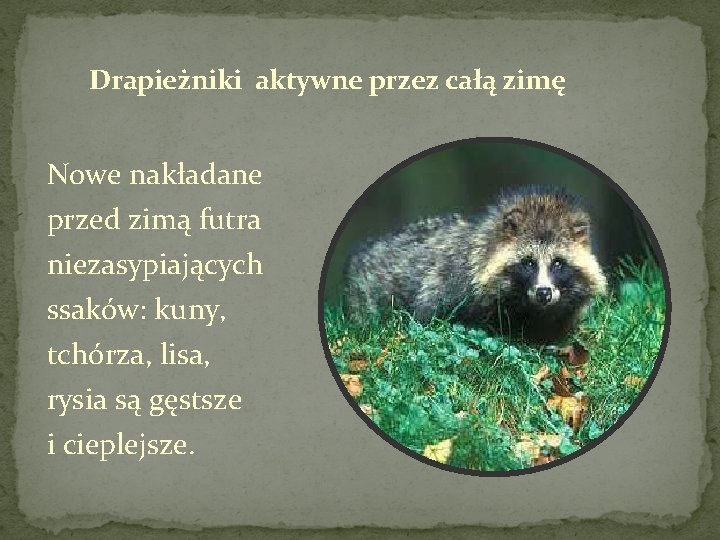 Drapieżniki aktywne przez całą zimę Nowe nakładane przed zimą futra niezasypiających ssaków: kuny, tchórza,