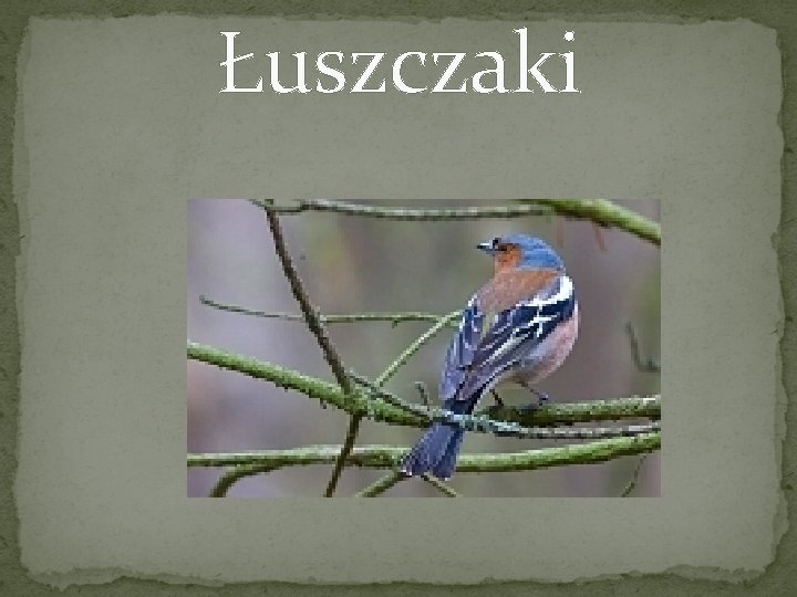 Łuszczaki 