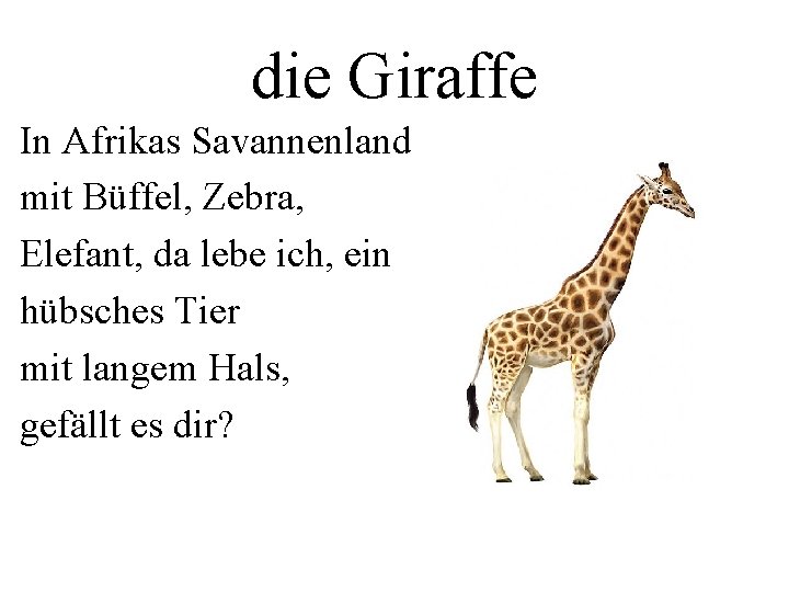 die Giraffe In Afrikas Savannenland mit Büffel, Zebra, Elefant, da lebe ich, ein hübsches