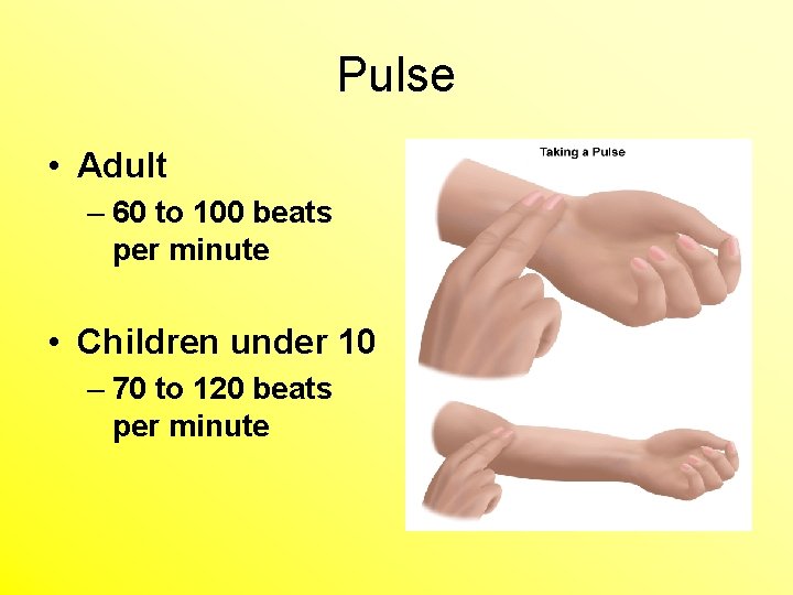 Pulse • Adult – 60 to 100 beats per minute • Children under 10