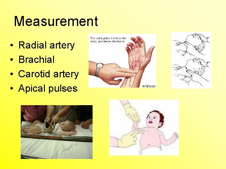 Measurement • • Radial artery Brachial Carotid artery Apical pulses 