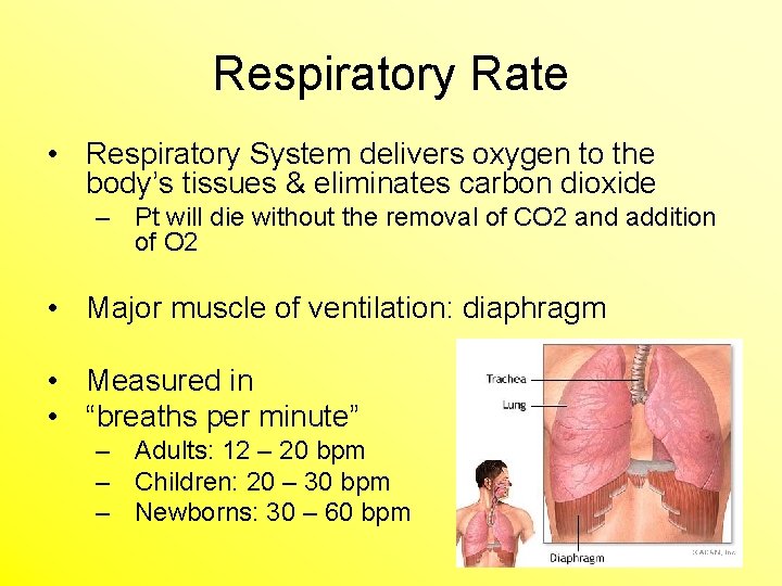 Respiratory Rate • Respiratory System delivers oxygen to the body’s tissues & eliminates carbon
