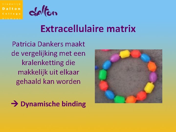 Extracellulaire matrix Patricia Dankers maakt de vergelijking met een kralenketting die makkelijk uit elkaar