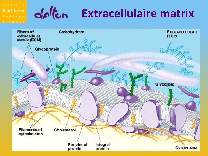 Extracellulaire matrix 