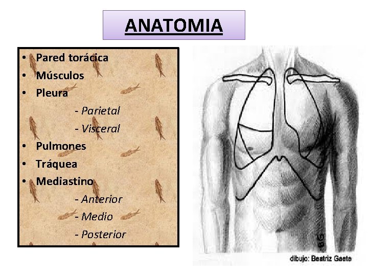 ANATOMIA • Pared torácica • Músculos • Pleura - Parietal - Visceral • Pulmones