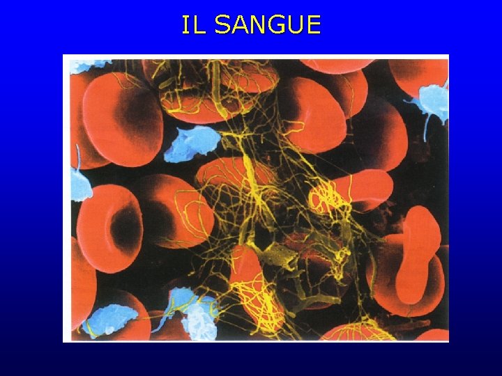 IL SANGUE 