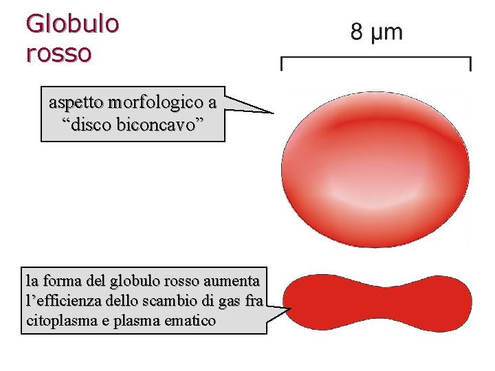 Globulo rosso aspetto morfologico a “disco biconcavo” la forma del globulo rosso aumenta l’efficienza