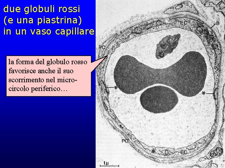due globuli rossi (e una piastrina) in un vaso capillare la forma del globulo