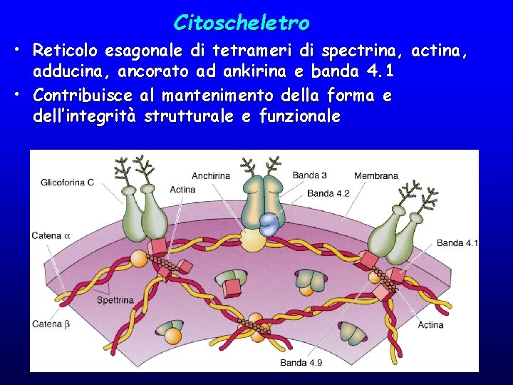 Citoscheletro • Reticolo esagonale di tetrameri di spectrina, actina, adducina, ancorato ad ankirina e