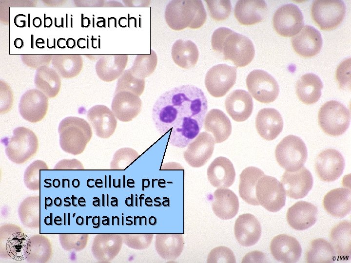 Globuli bianchi o leucociti sono cellule preposte alla difesa dell’organismo 