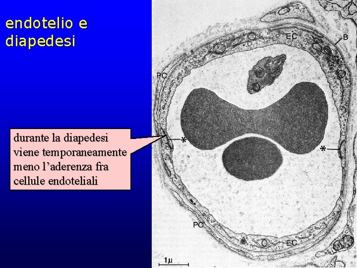 endotelio e diapedesi durante la diapedesi viene temporaneamente meno l’aderenza fra cellule endoteliali 