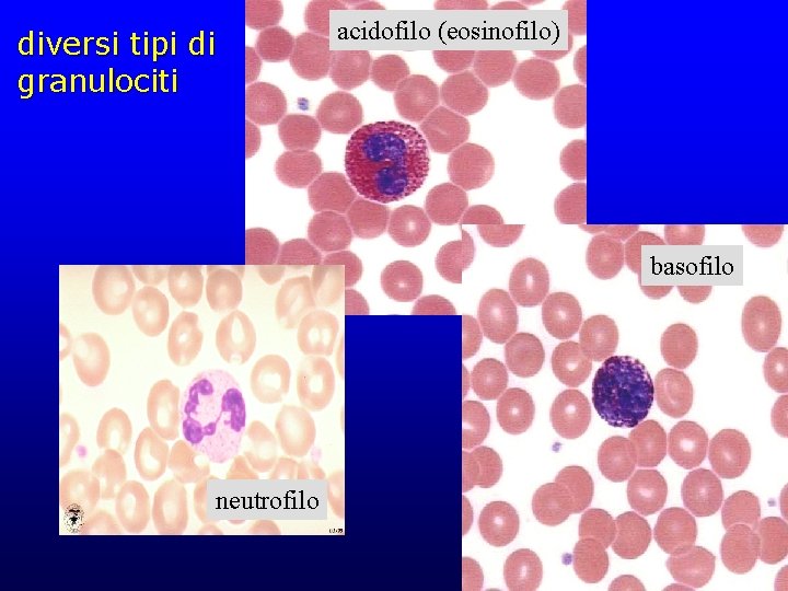 diversi tipi di granulociti acidofilo (eosinofilo) basofilo neutrofilo 