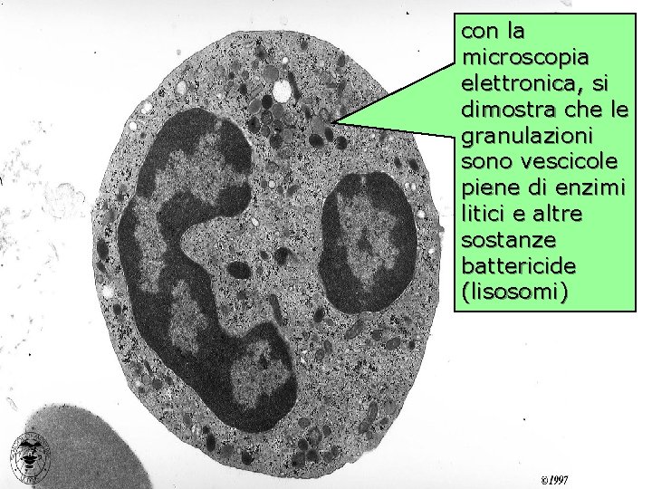 neutrofilo con la (tem) microscopia elettronica, si dimostra che le granulazioni sono vescicole piene