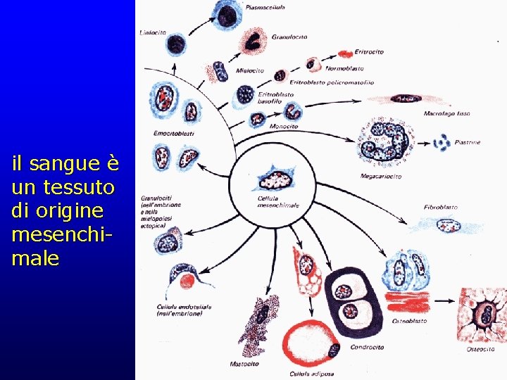 il sangue è un tessuto di origine mesenchimale 