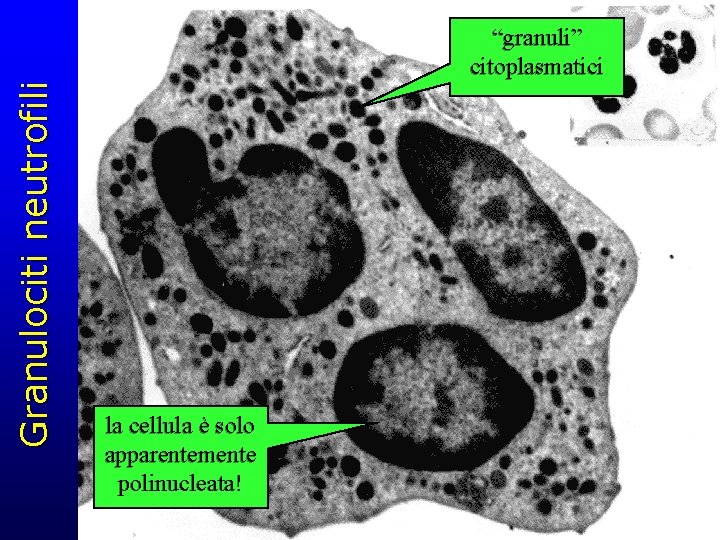 Granulociti neutrofili “granuli” citoplasmatici la cellula è solo apparentemente polinucleata! 
