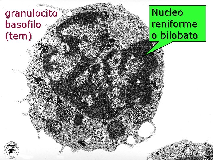 granulocito basofilo (tem) Nucleo reniforme o bilobato 