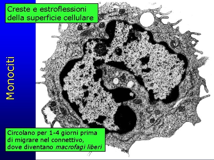 Monociti Creste e estroflessioni della superficie cellulare Circolano per 1 -4 giorni prima di