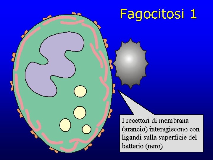 Fagocitosi 1 I recettori di membrana (arancio) interagiscono con ligandi sulla superficie del batterio