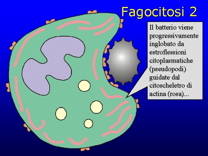 Fagocitosi 2 Il batterio viene progressivamente inglobato da estroflessioni citoplasmatiche (pseudopodi) guidate dal citoscheletro